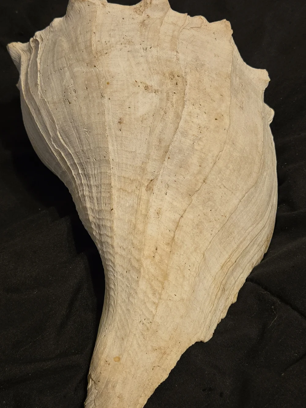 Natural Cream Shell Hide for Reptile Habitats - Decorative Terrarium Shelter